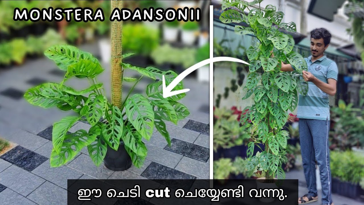 ഈ ചെടി വെട്ടി ചെറുതാക്കി. resetting my large monstera adansonii