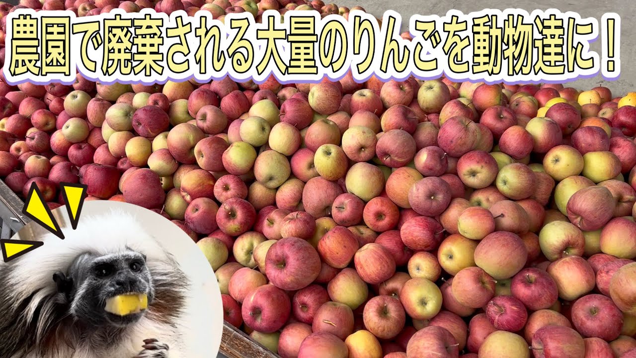 りんご農家で廃棄される大量のりんごをタダで当園の動物達にプレゼントして頂きました！！