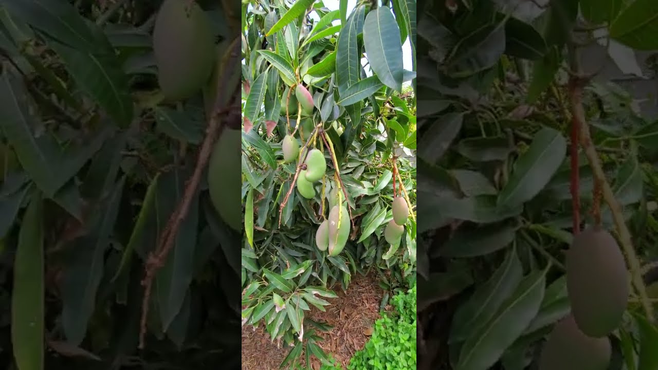 Garden Tour 2026