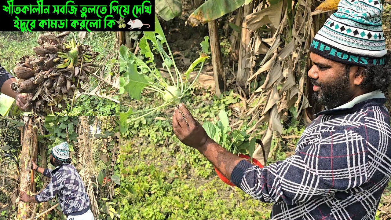 শীতকালীন সবজি তুলতে গিয়ে দেখি, ইদুরে কামডা করলো কি৷ 🥦🐀
