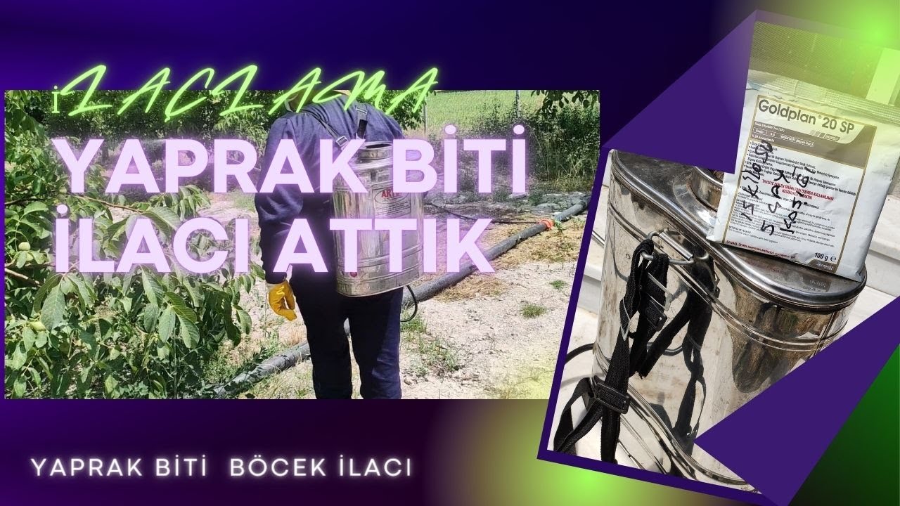 YAPRAK BİTİ İLACI ATTIK