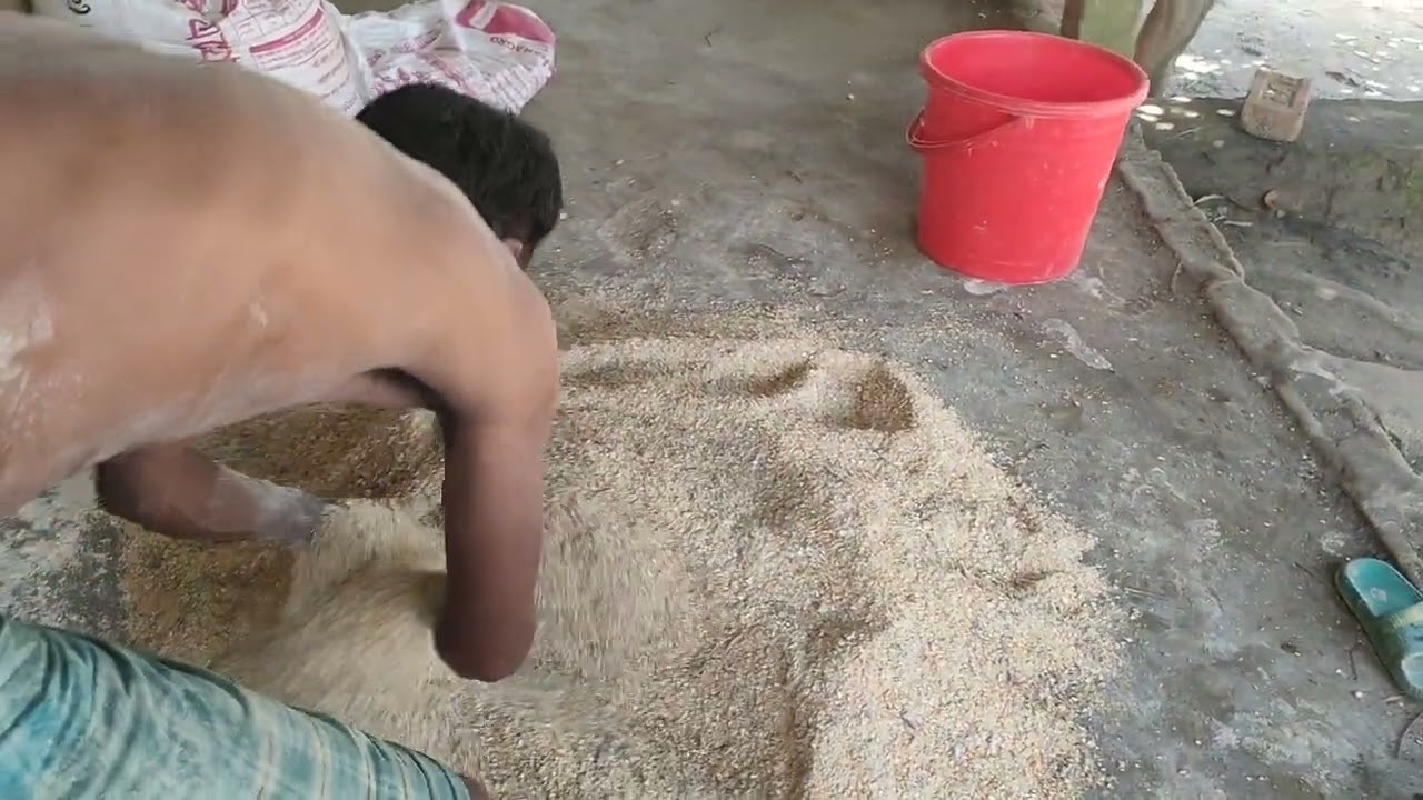ডিম পাড়া হাঁস এর খাবার  নিজেই তৈরি  করলাম