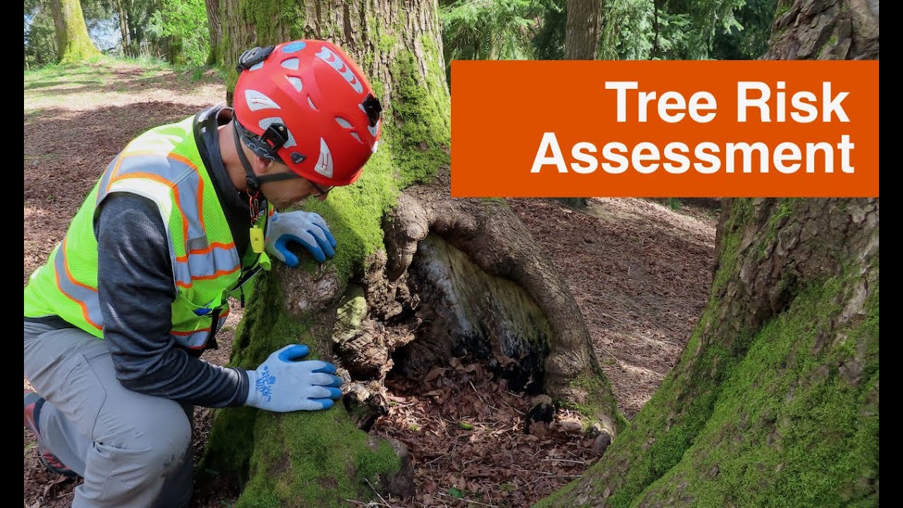 Tree Risk Assessment