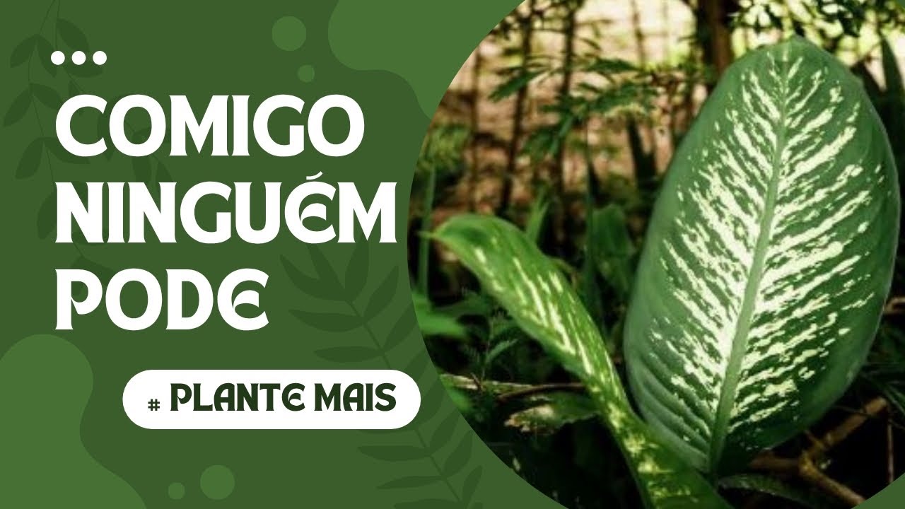 Como fazer mudas da Comigo Ninguém Pode (dieffenbachia)