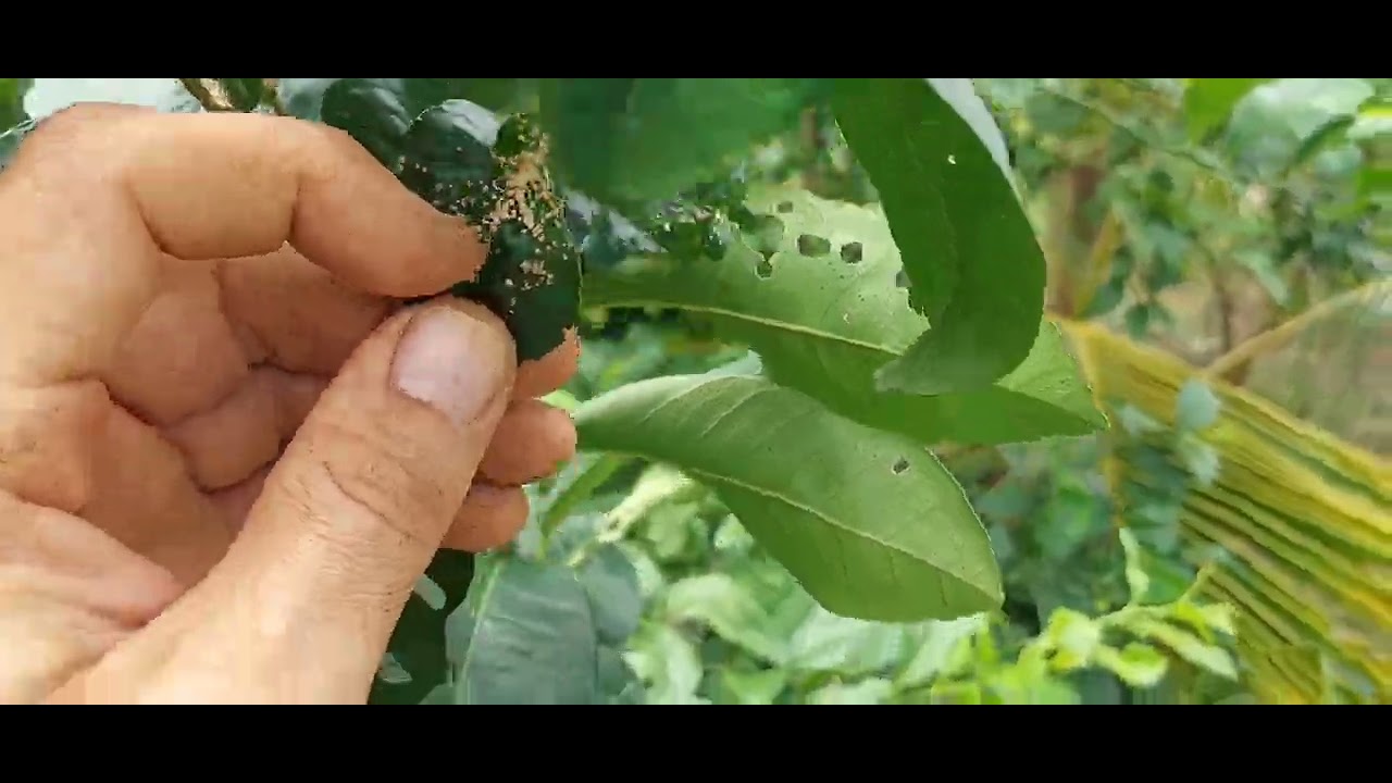 Control sarna de los cítricos con biofertilizantes Azofer + Micorrizafer - Parte 1