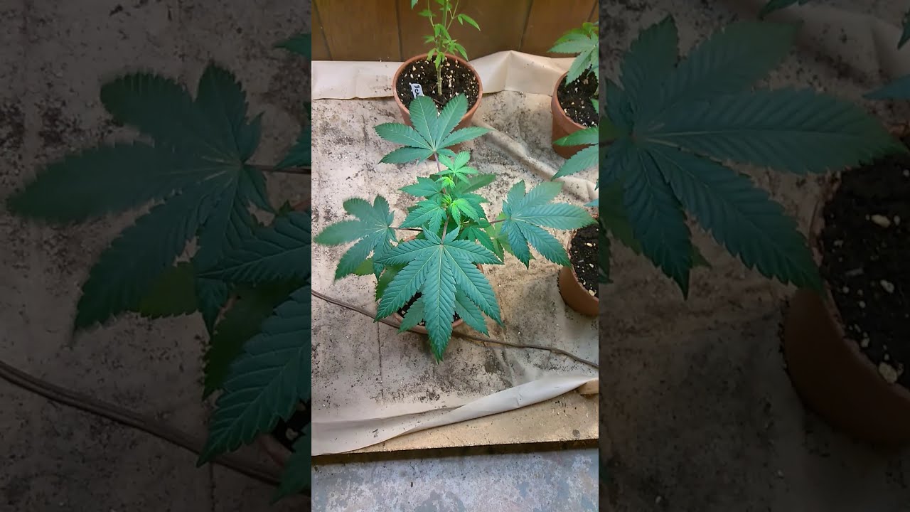 ChocolateEruption and BeetleJuice from LostRiverSeeds