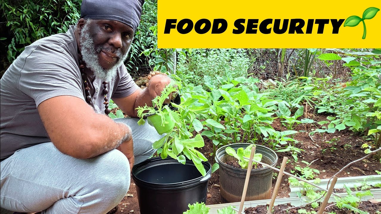 IF MY BACKYARD GARDEN COULD FEED MY FAMILY
