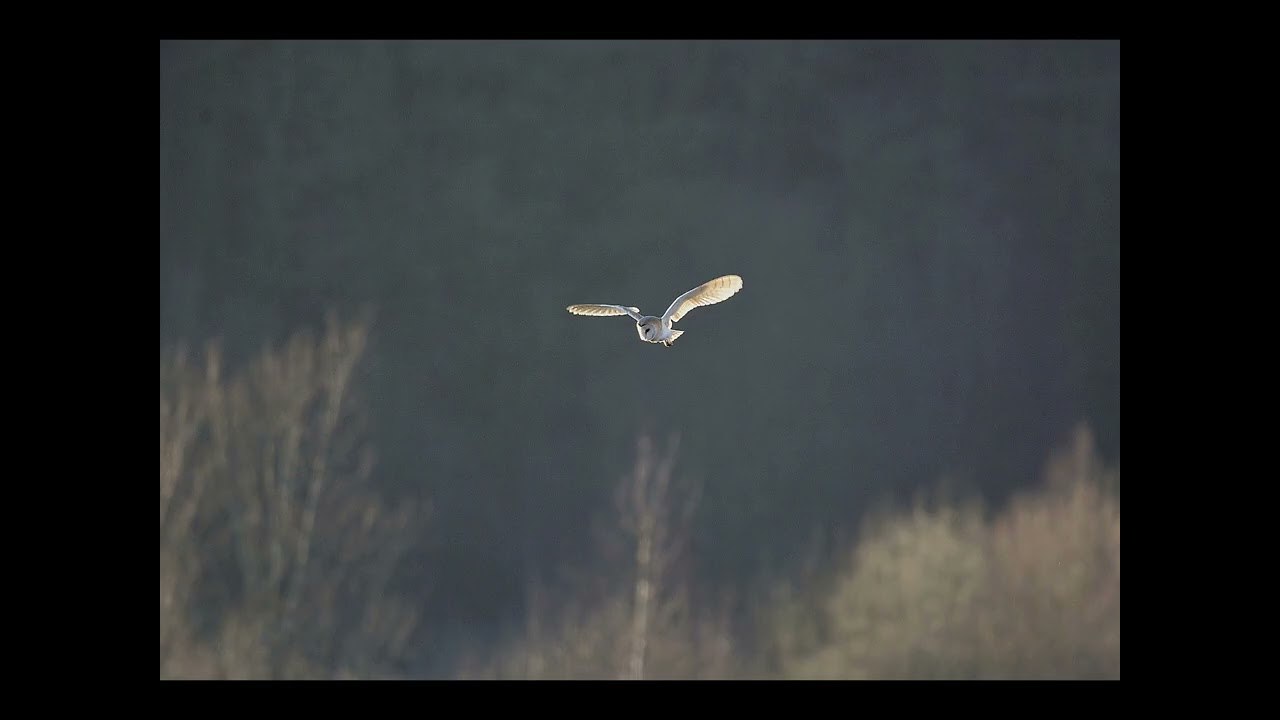 Barn Owls in View