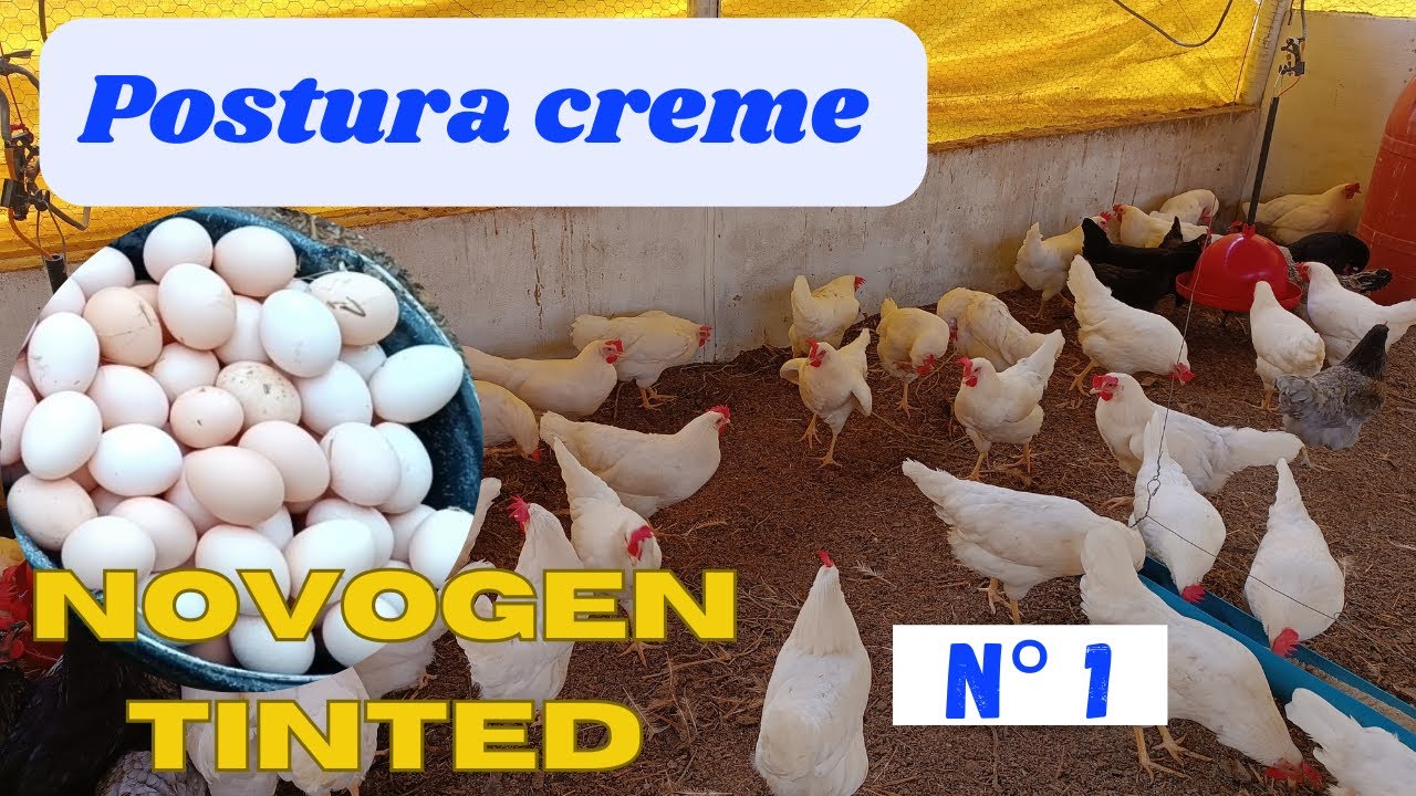 Novogen tinted A poedeira dos ovos creme!