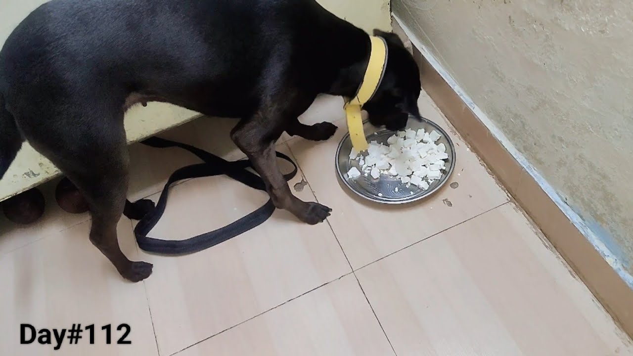 My Pet Dog Birthday 🎂|VLOGGER ALOK|Daily vlog#vloggeralok 