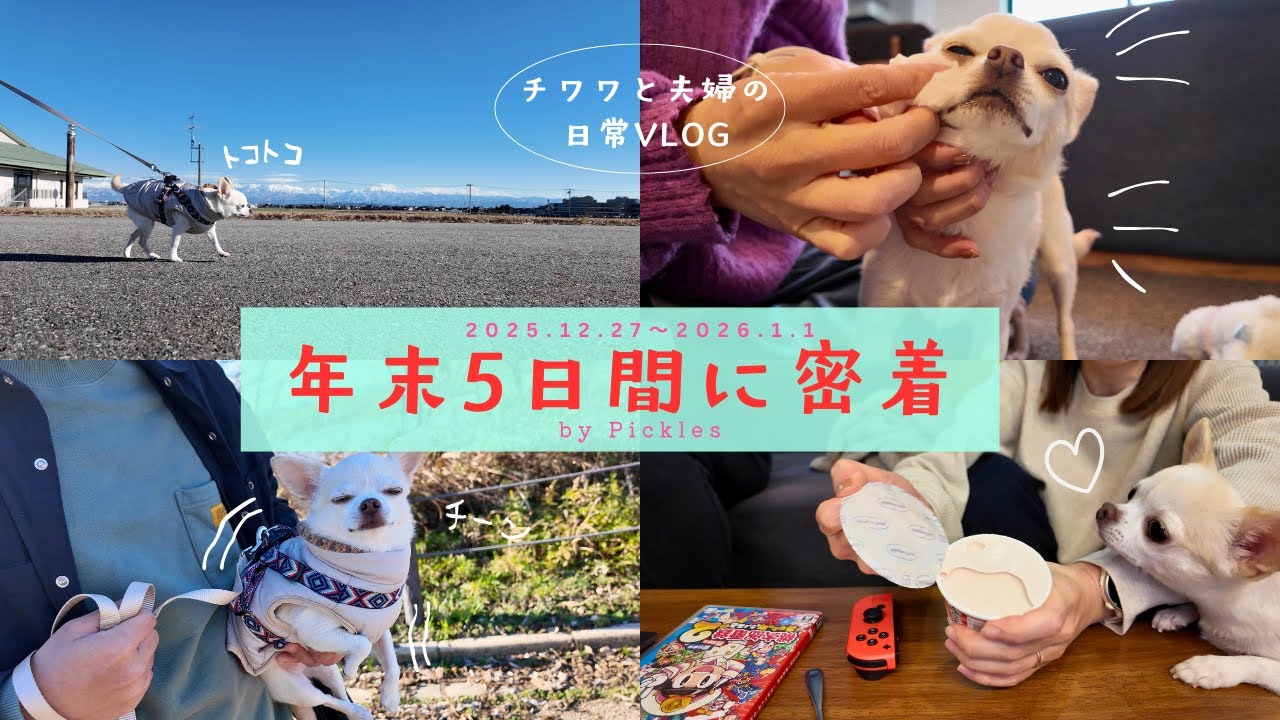 【密着】ベッタリ甘えんぼチワワと40代夫婦が過ごす大晦日までの5日間vlog