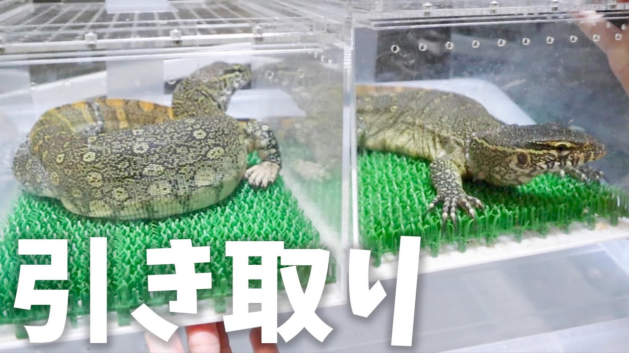 ベタ慣れのオオトカゲを2匹引き取りました