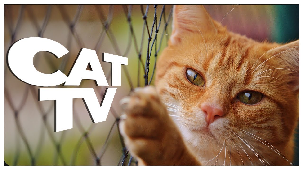 Underwater Cat TV with Relaxing Cat Music 🐠 Calming Fish Aquarium for Cats 6 Hours