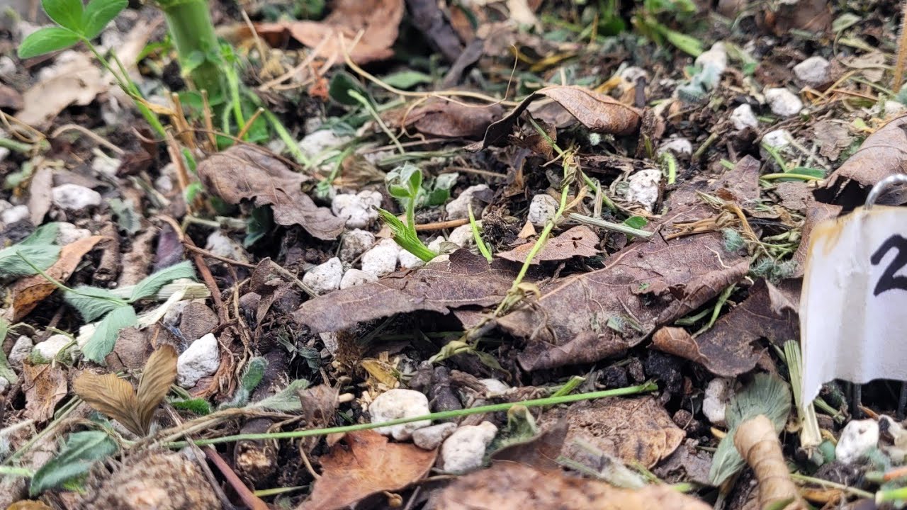 Living Soil Cover Crop Chop and Drop - Top Dressing Demonstration - After this, just add water!