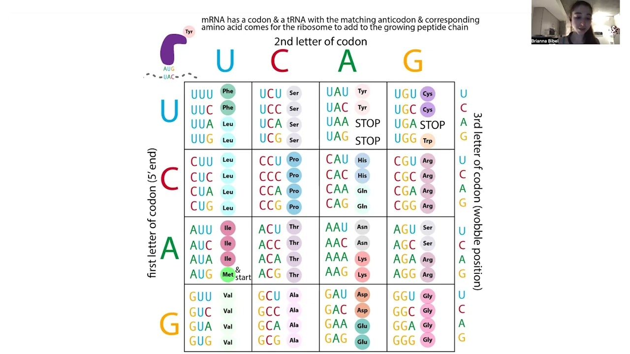 Bacterial expression strains - esp BL21 strains with plasmids containing tRNAs for rare codons