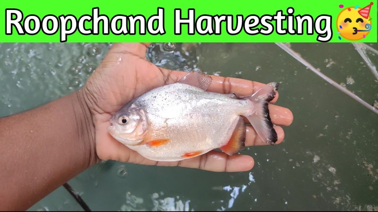 Roopchand Fish Harvesting In Biofloc !! Biofloc is Profitable !! Biofloc Fish Farming India
