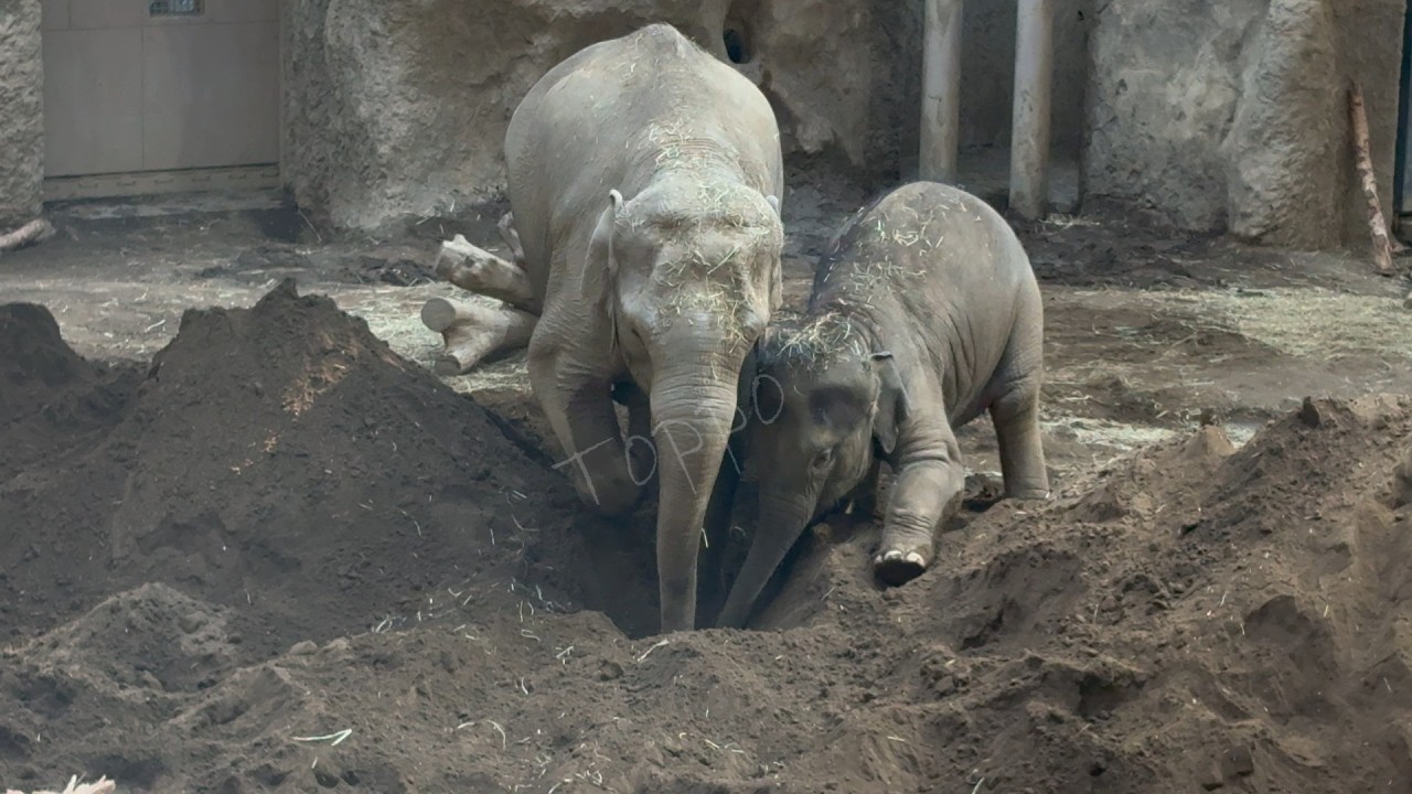 2026年2月11日 #円山動物園 #タオ ちゃん　ふかふかな象舎は楽しい　みんな穴掘ラ～ズ