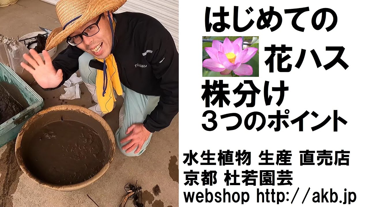 はじめての花ハス株分け３つのポイント