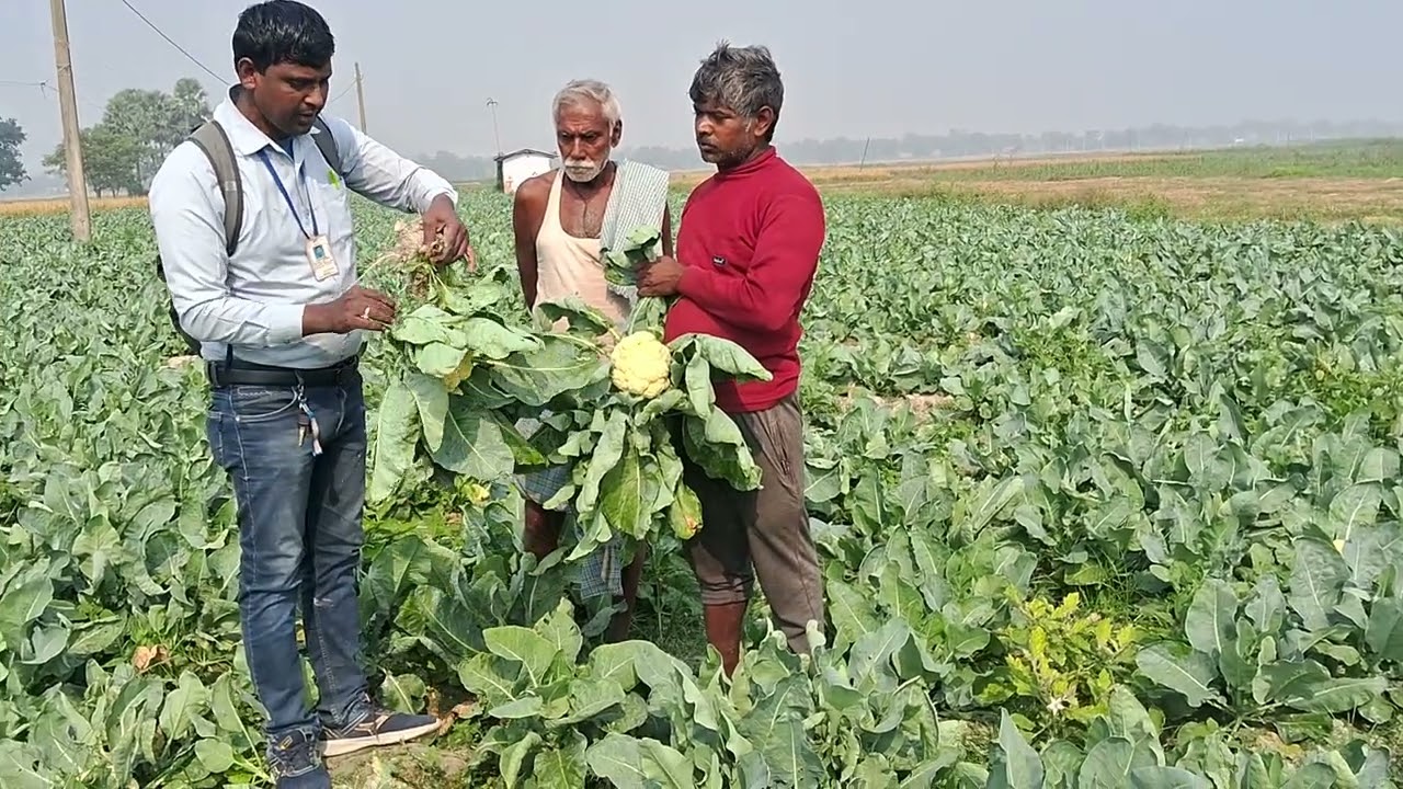 Chunnu kumar Mdo Nunhems india privet limited company ka Cauliflower Pearl Golory Farmer Feedback 