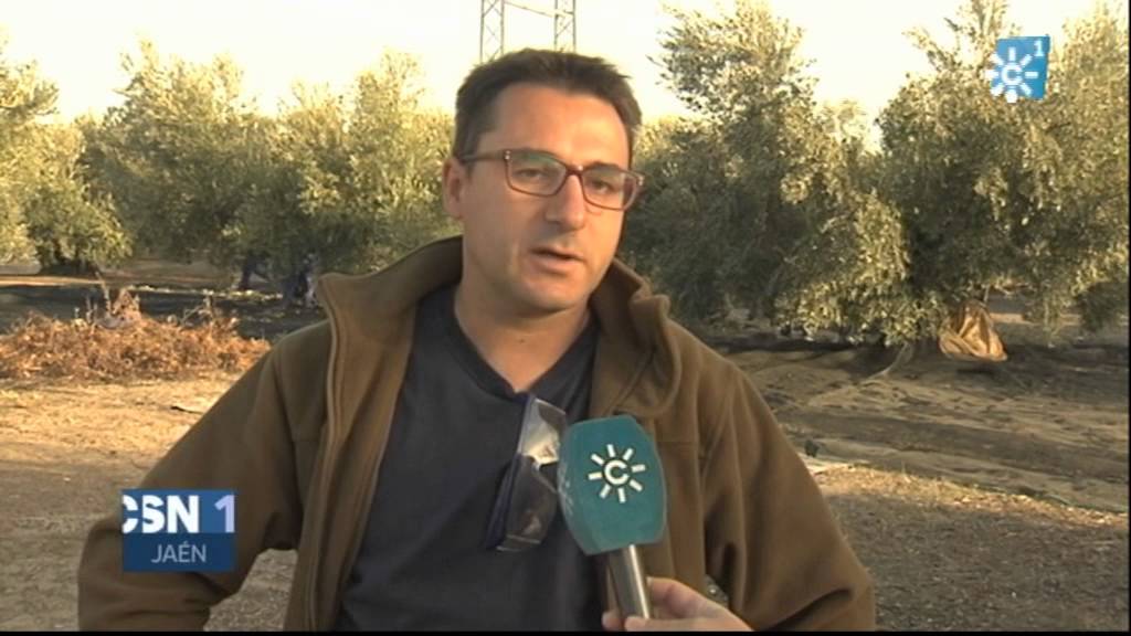 Inicio de la recogida de la aceituna en la provincia de Jaén