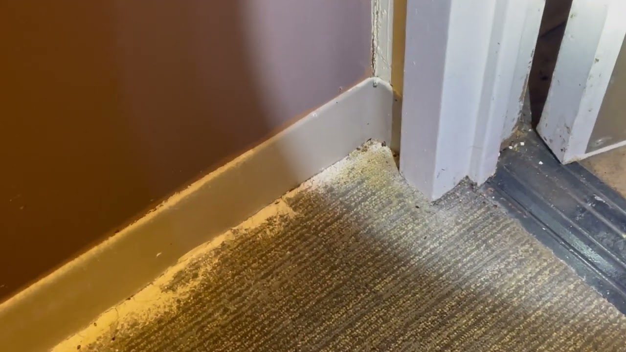Bed Bugs Going From One Apartment to the Next