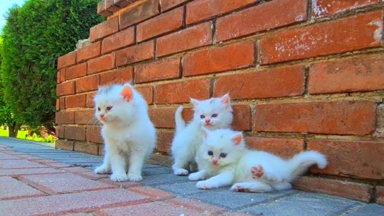 I found 3 homeless kittens in the woods Meowing, looking for mommy, Cute kittens after being rescued