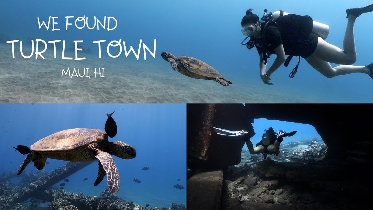 our favorite shore dive in Maui...Mala Pier! (4K)