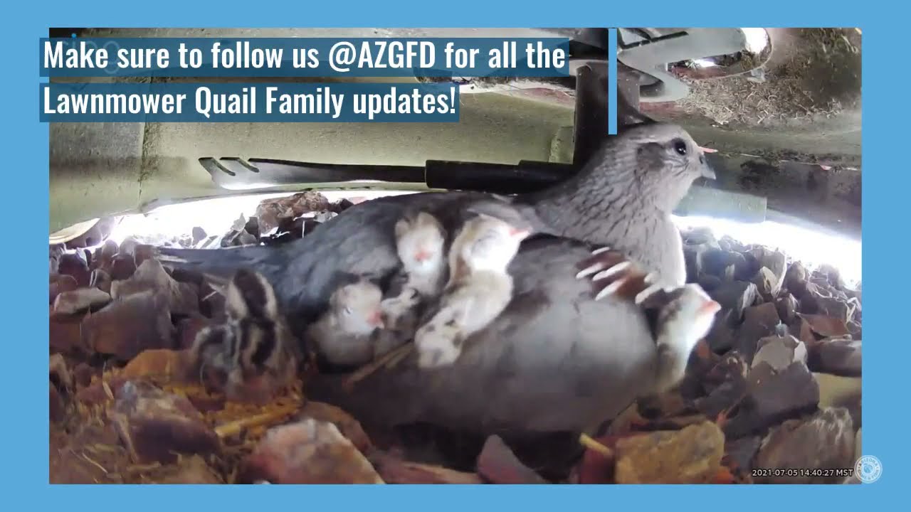 Lawnmower Quail Family with hatchlings