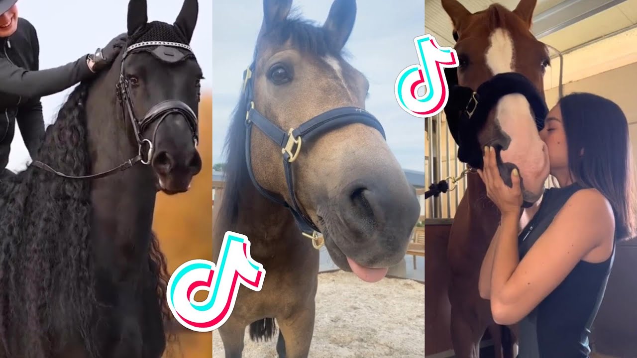 The Best HORSE TikTok Compilation #108