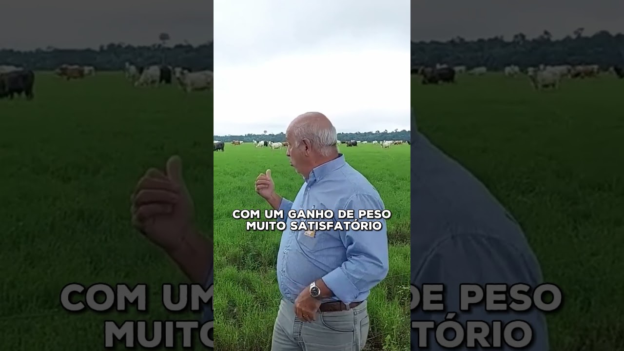 180 CABE&Ccedil;AS EM 34 HECTARES COM PASTO ADUBADO!