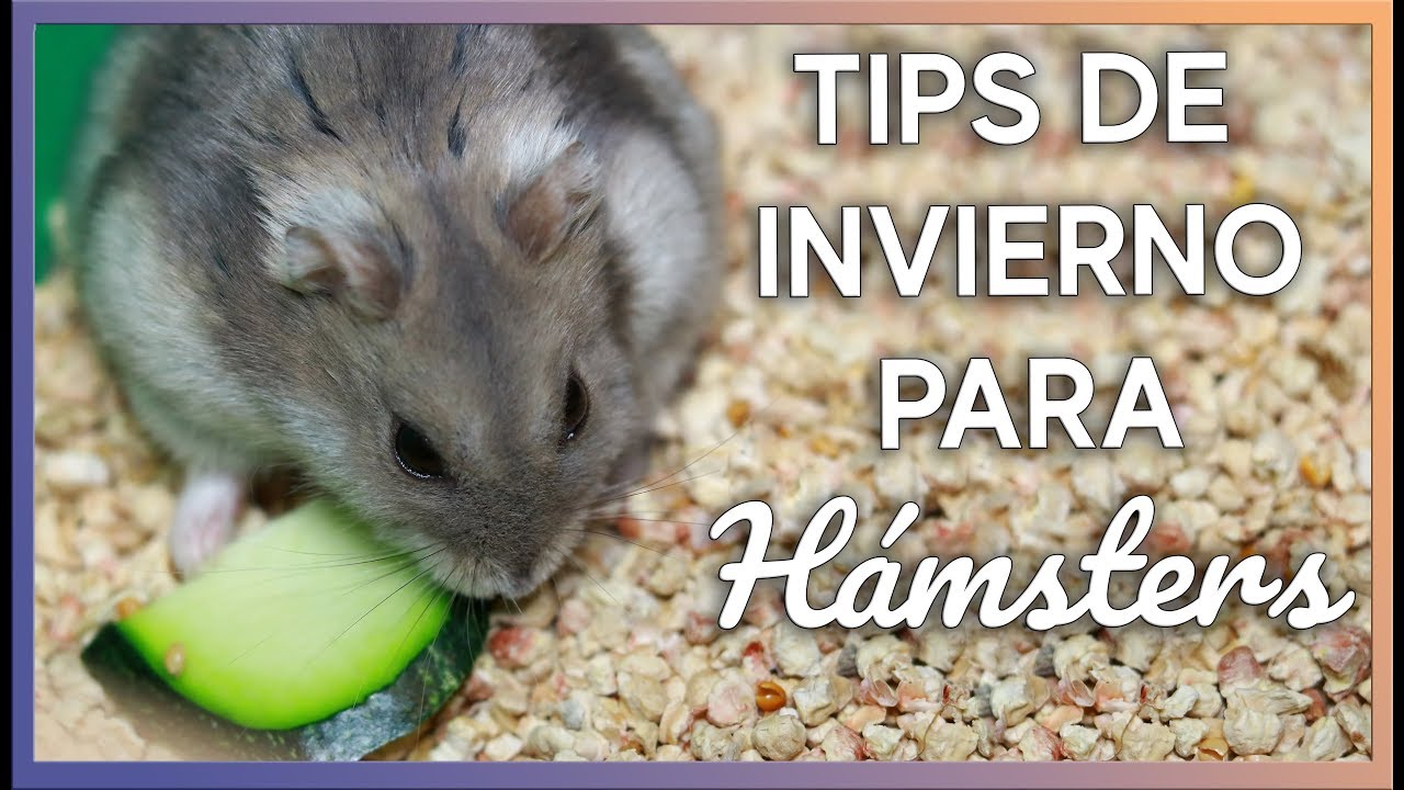 CONSEJOS PARA HÁMSTERS EN INVIERNO 2.0 | Tips y recomendaciones | MOA's World