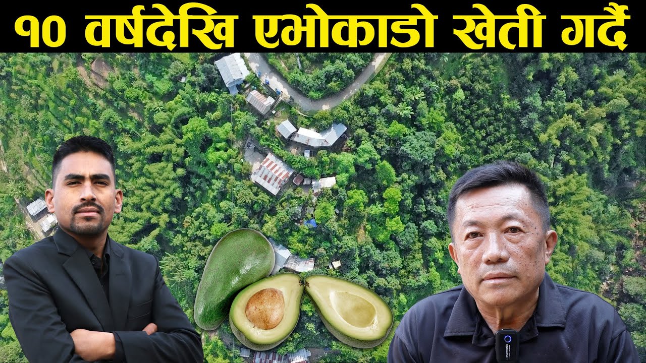 १० वर्षदेखि एभोकाडो खेती गर्दै आएका मेघ ब.राई - Avocado farming