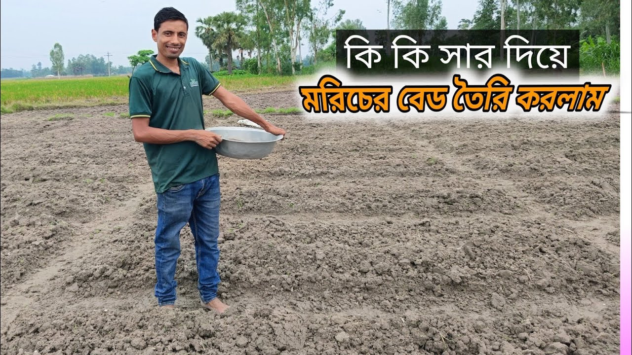 মালচিং পদ্ধতিতে মরিচ চাষে। কি কি রাসায়নিক সার দিতে হবে।