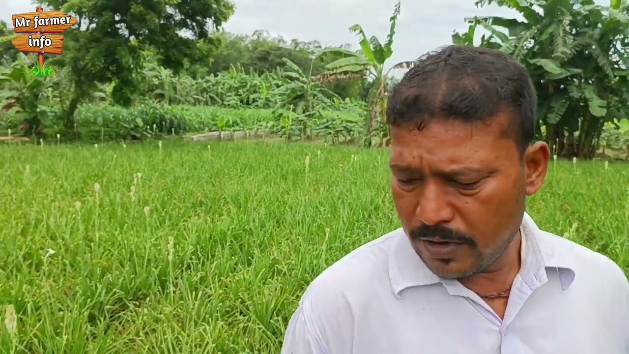 কত টাকা ইনকাম করা যায় মাত্র ১ বিঘা জমিতে রজনীগন্ধা ফুল চাষ করে। Mr farmer info.