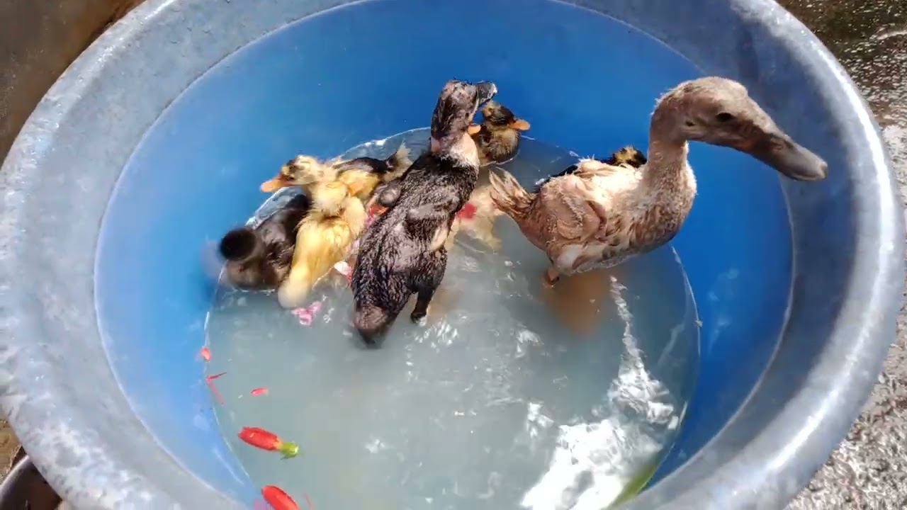  OMG baby duck swimming 😱😳😄। Check ✔️ This video 🦆💁