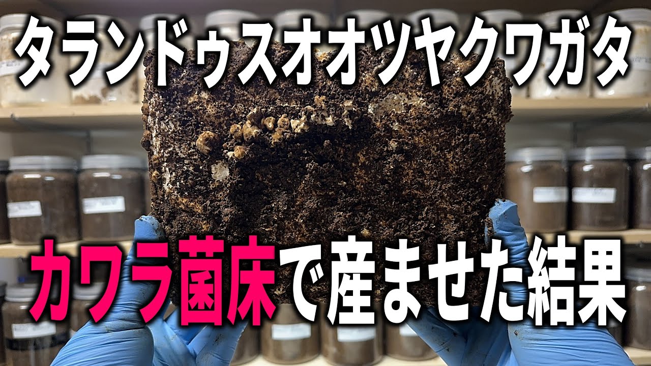 タランドゥスオオツヤクワガタの産卵に菌糸ブロックで挑んだ結果…