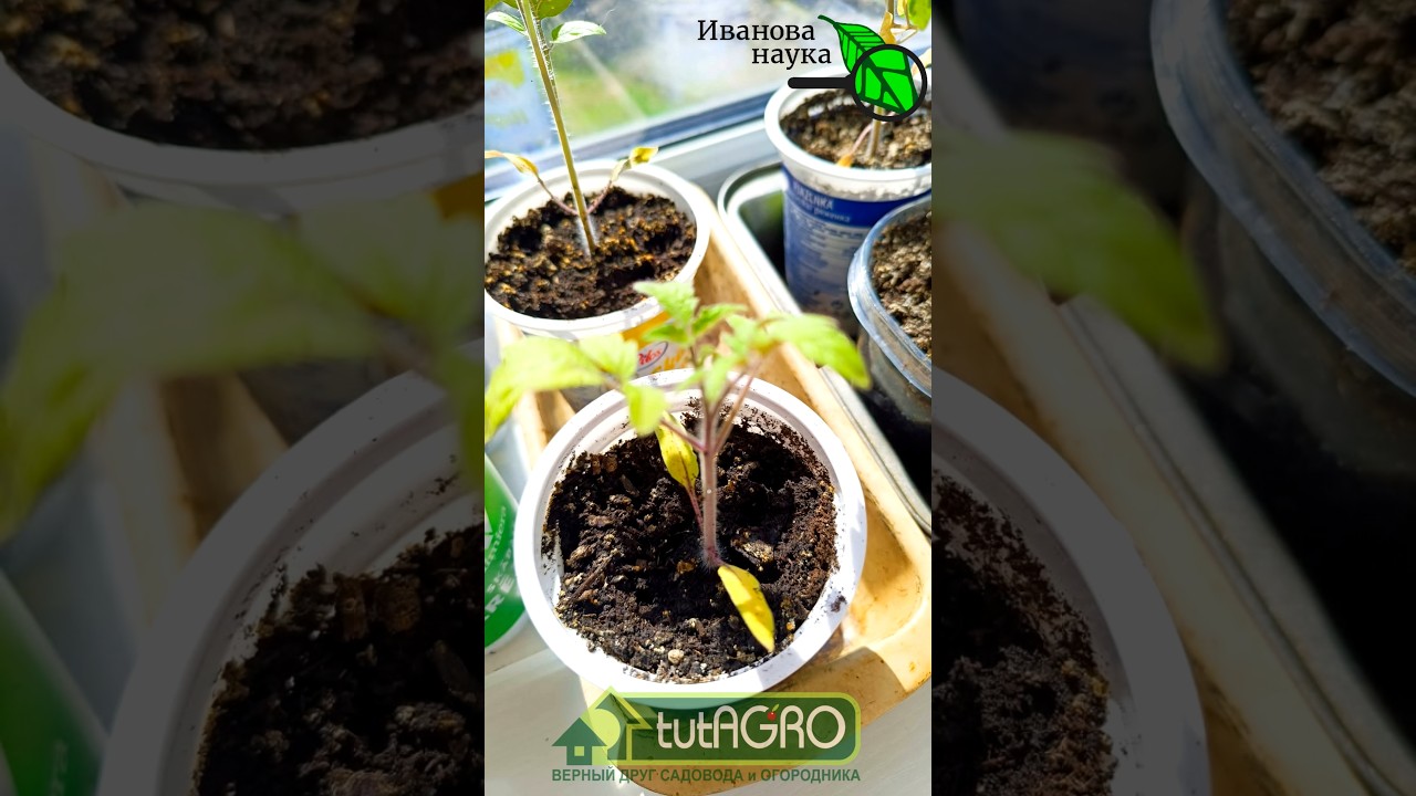 ЗАБУДЬТЕ ПРО УДОБРЕНИЯ! 🌿✨Желтеет и сохнет рассада? Срочно сделайте ЭТО!