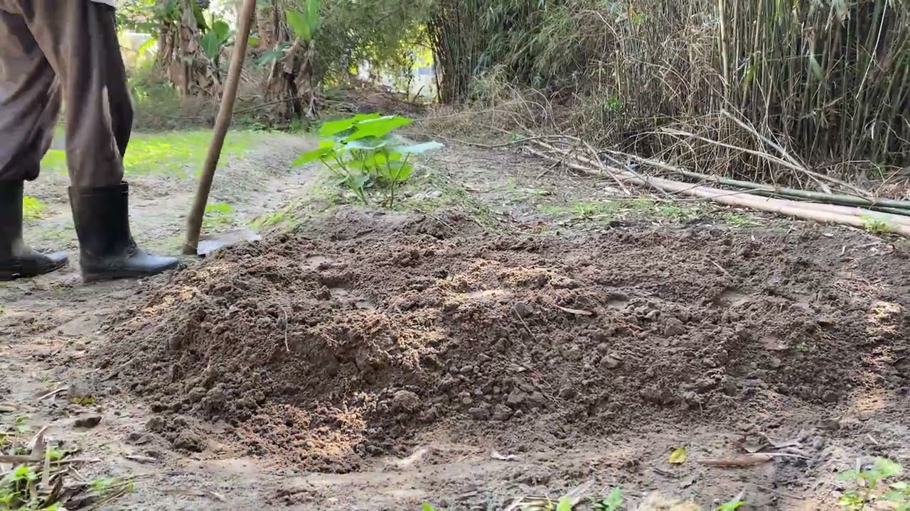 🌱 Trồng rau sạch chuẩn bị đón Tết Bính Ngọ 2026 | Cuộc sống bình yên nơi quê nhà.