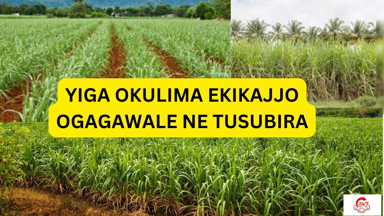 LIMA EKIKAJJO OGAGAWALE : LABA OMULIMI WE KIKAJJO AGAGAWADDE MU BANGA TONO