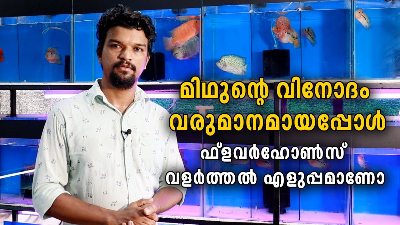 കേരളത്തിൽ അധികമാരും പരീക്ഷിക്കാത്ത അലങ്കാരമത്സ്യമായ ഫ്ലവർഹോൺസിന്റെ വലിയൊരു ശേഖരം | Flowerhorn Fish