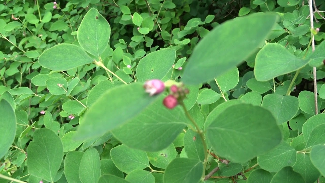 Symphoricarpos albus (L.) S. F. Blake - p&aacute;meln&iacute;k b&iacute;l&yacute;