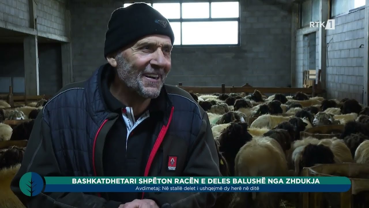 Toka - Bashkatdhetari shpëton racën e deles balushë nga zhdukja 04.12.2026