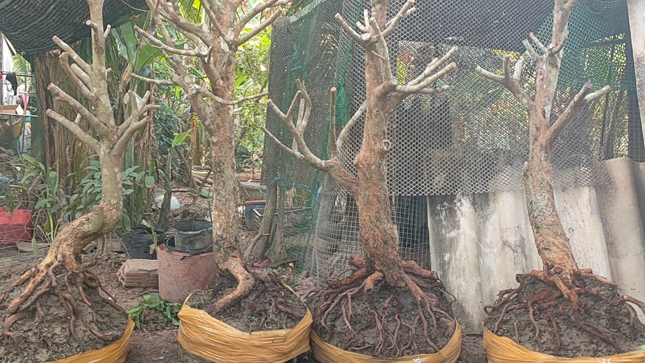 Phôi mai tứ quý ngày 22/2 liên hệ zalo 0974112414 đt 0336425620 lợi