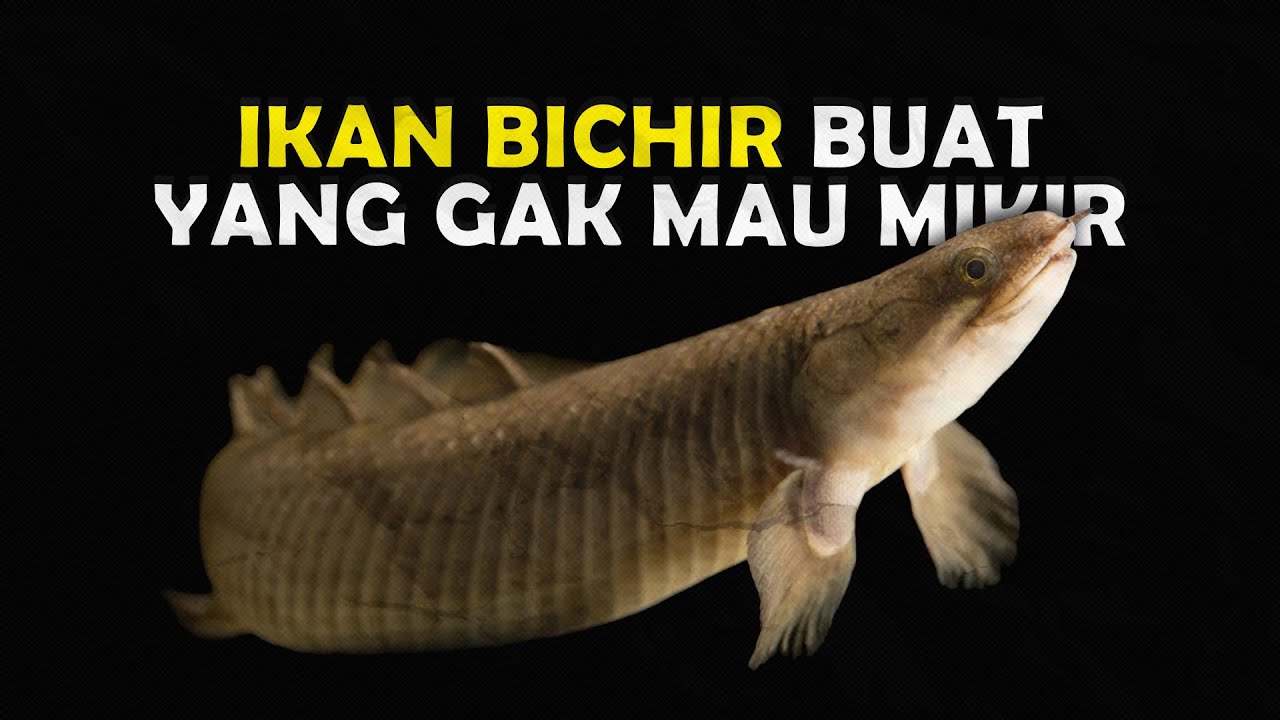 INILAH YANG MEMBUAT PALMAS DISUKAI OLEH PARA KOLEKTOR IKAN PREDATOR