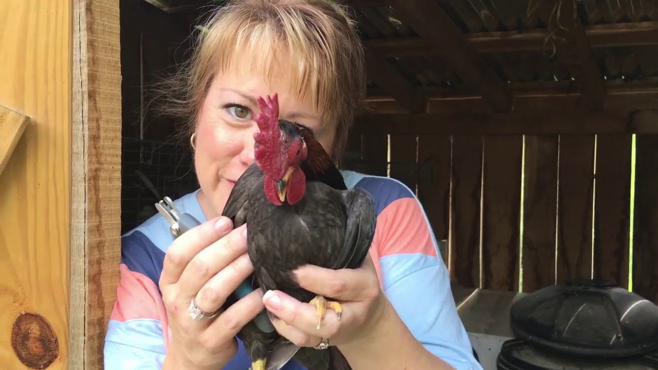 Serama Chicken Pen Cleaning Day