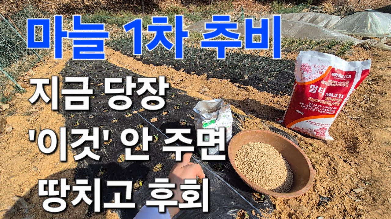 마늘 1차 비료주는 시기. '이것' 반드시 줘야 하는 이유는? 한달 뒤 후회하면 늦습니다!