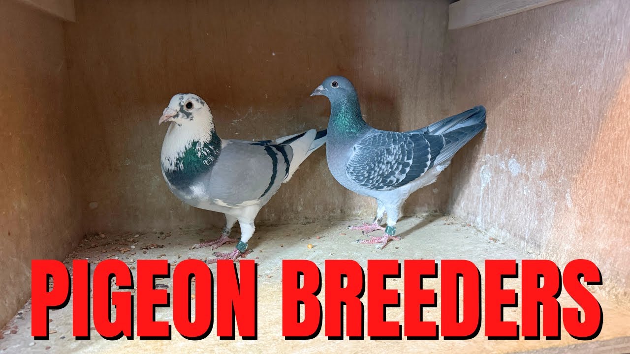 My AMAZING Racing Pigeon Breeding Couples