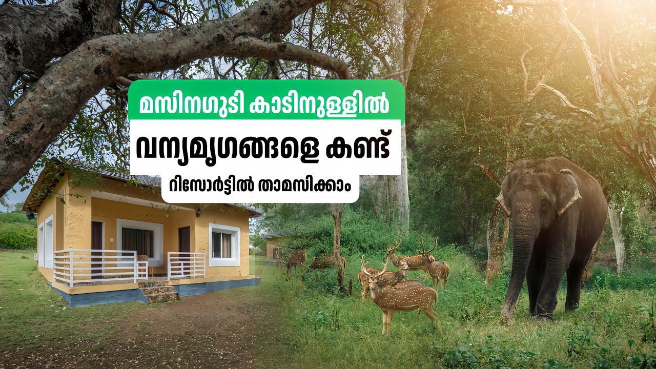 മസിനഗുടി കാടിനുള്ളിൽ റിസോർട്ടിൽ താമസിക്കാം | The Wild Forest Jungle Resort | 
