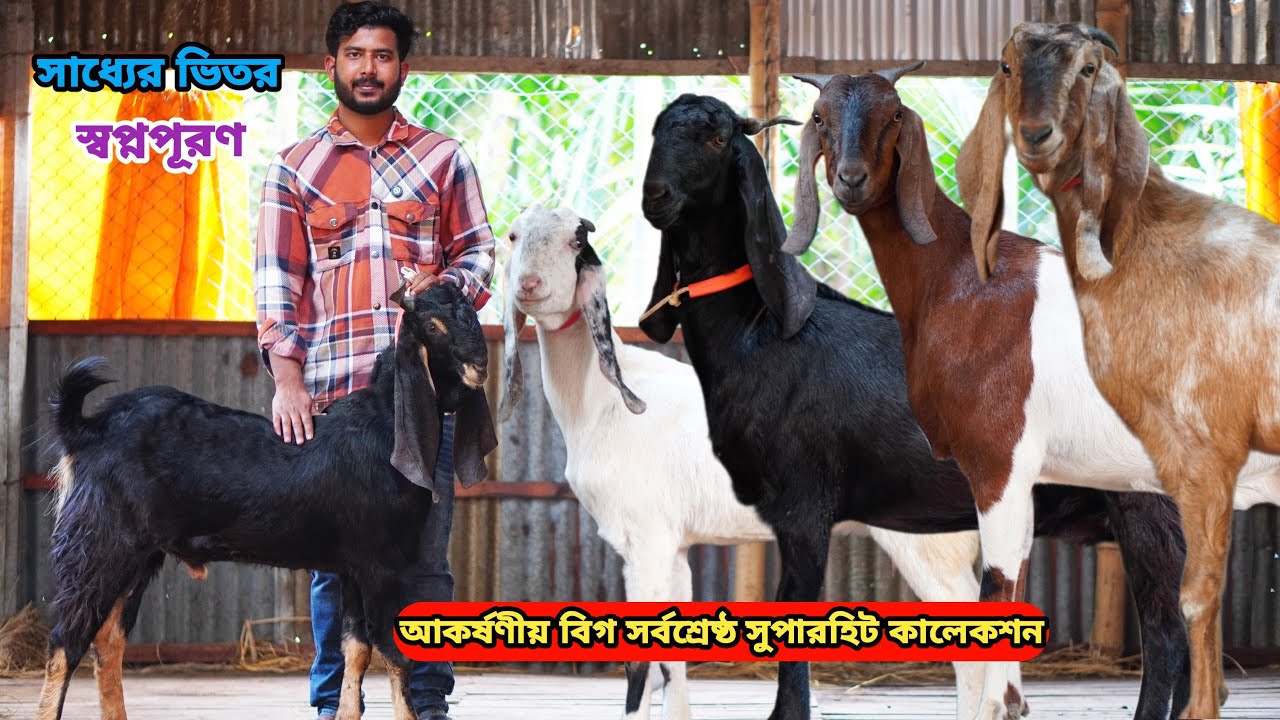 অবিশ্বাস্য সর্বনিম্ন পাইকারি রেটে আকর্ষণীয় বিগ সর্বশ্রেষ্ঠ সুপারহিট তোতাপুরি,হরিয়ানা,শিরোহী ও বিটল