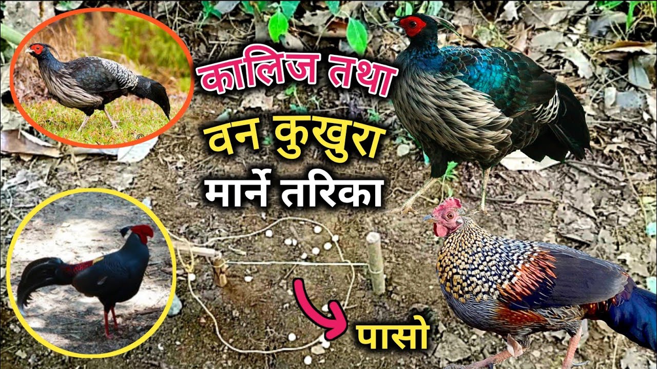 आज वन कुखुरा र कालिज मारियो _ _ पासो थापेर _ _ How to make easy trap for wild bird🦃🐔